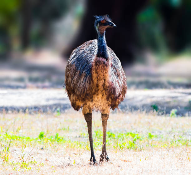 istock Emu bird taking a stroll in a park in Australia 2035686459