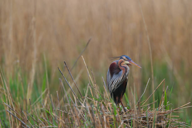 Purple heron in the nest