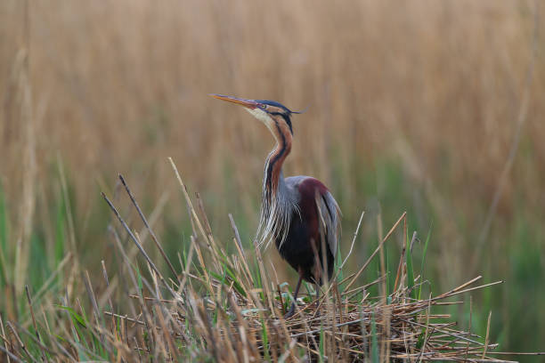 istock Purple heron in the nest 2035690168