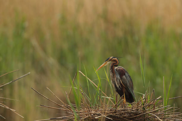 reiger