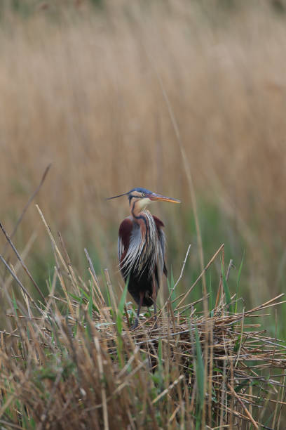 istock Purple heron in the nest 2035692817