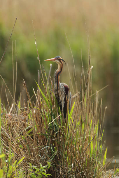 istock Purple heron in the nest 2035693874
