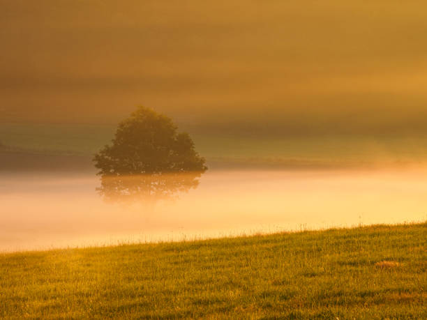 A lone tree stands enveloped in mist on a tranquil Swedish meadow, bathed in the warm golden light of early morning. The fog creates a dream-like atmosphere, with the trees silhouette gently reflecting on the wet grass below.