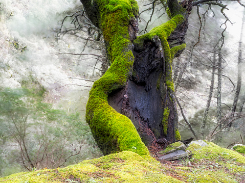 Old trees full of green moss