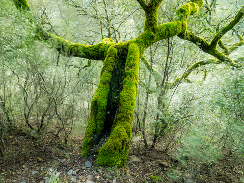 Old trees full of green moss