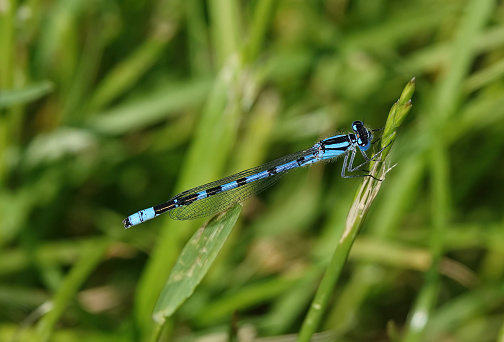 A common blue damselfly perching on a grass stalk.