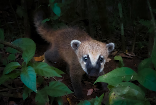 Photo of a baby Coati with selective focus on the animal eyes
