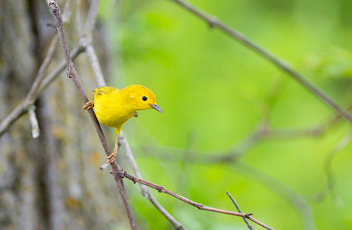 American yellow warbler on a tree