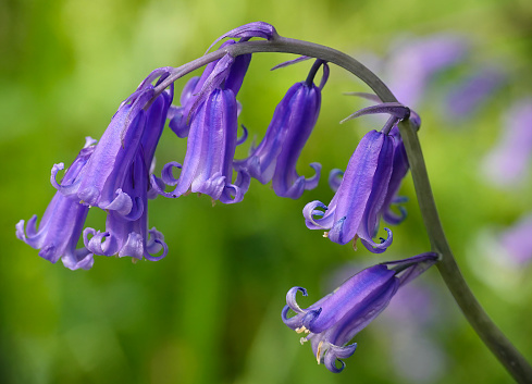 Common bluebells growing in an English forest in April.