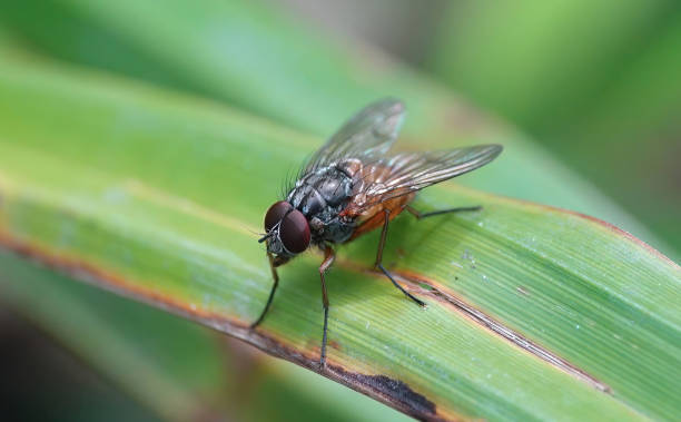 istock A closeup of a muscid fly perching on green vegetation. 2035702800