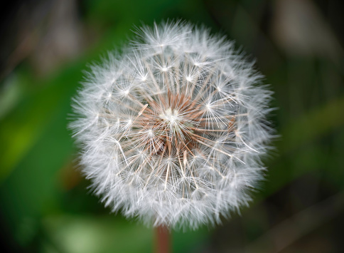 A dandelion seedhead in closeup.