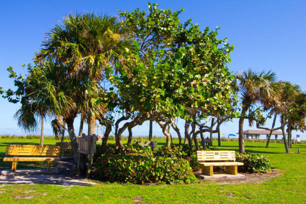 kleiner park mit bäumen, vero beach, florida - palmetto stock-fotos und bilder