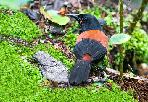 North Island Saddleback in the forests of New Zeland