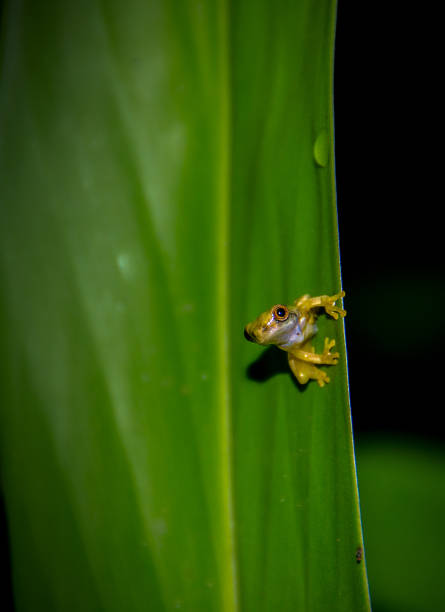 istock Yellow hourglass tree frog on a green leaf at night 2035716419