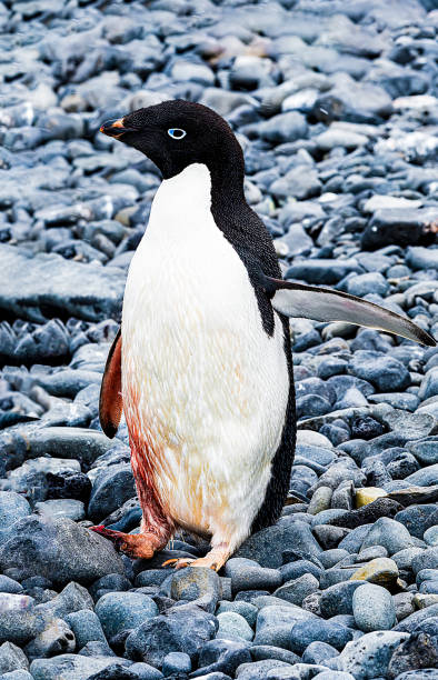 istock Adelie penguin hurt and bleeding on a beach in Antarctica 2035718527