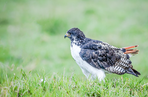 The augur buzzard is a fairly large African bird of prey.