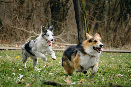 Grey Merle border collie puppy playing catch-up with Welsh corgi Pembroke Tricolor. Two cheerful dogs actively and energetically spending time walking in the park in the spring
