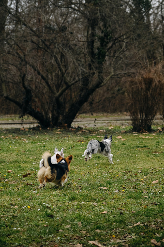 Grey Merle puppy border collie is playing catch-up with Welsh corgi Pembroke and French bulldog. Funny dogs actively and energetically spend time walking in the park in the spring