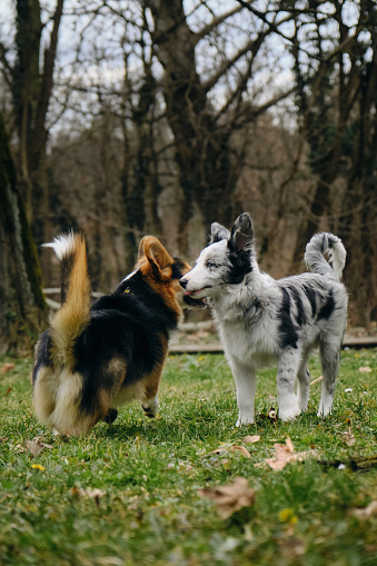 Grey merle blue-eyed border collie puppy stands with Welsh corgi Pembroke tricolor. Two dogs met on a walk in the park. Friendly pets outside