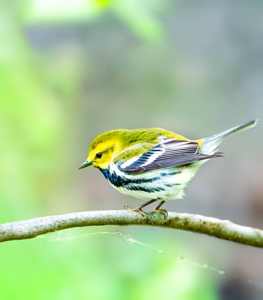 istock Black-throated green warbler perched on a tree 2035723251