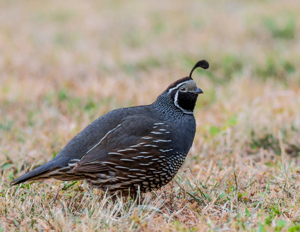 istock California quail in the fields looking for food 2035726416