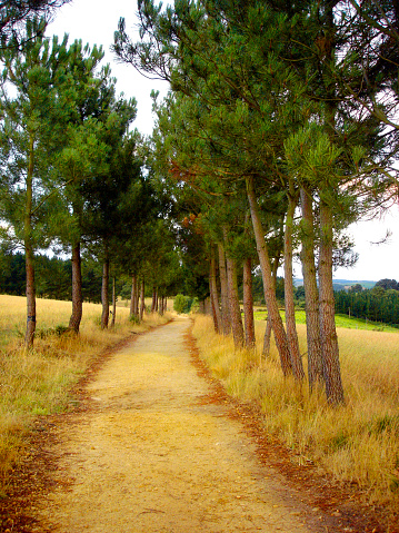Camino de Santiago, empty  footpath, pine trees in a row in summertime. Lugo province, Galicia, Spain.