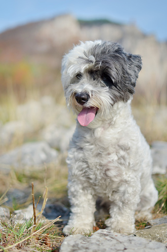 White havanese dog  outdoor in the mountain