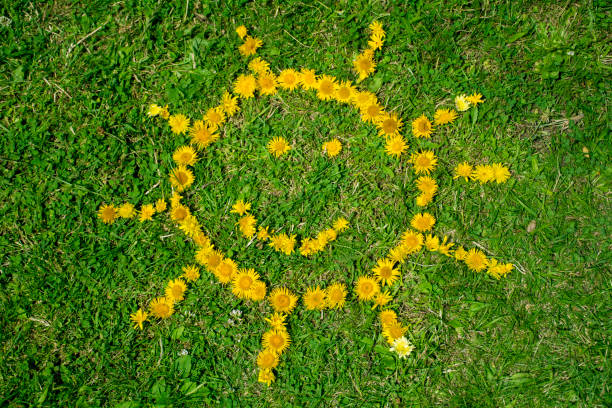 Dandelion Sun  made with green flowers on green grass