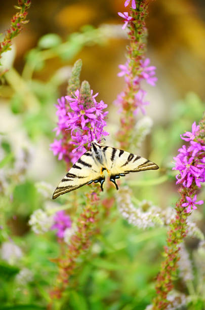 White Butterfly on lilac flowers