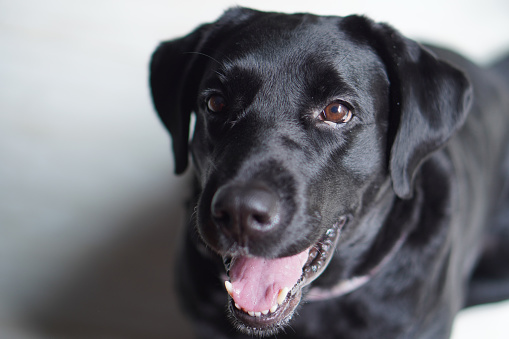 Happy black lab dog with enthusiastic expression