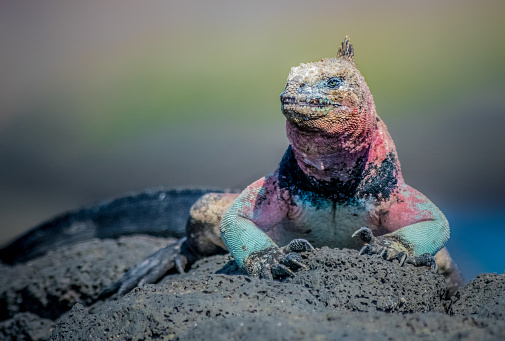 also known as the sea iguana, saltwater iguana, or Galapagos marine iguana