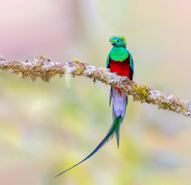 istock A beautiful Resplendent quetzal perched on a tree 2035740639