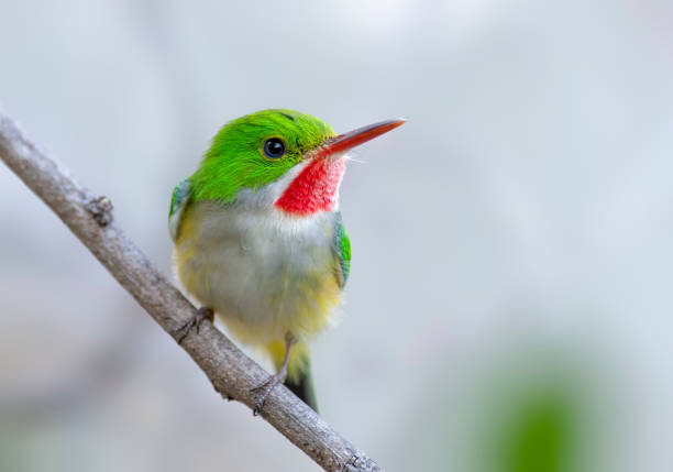 A cute little Puerto Rican Tody perched on a tree