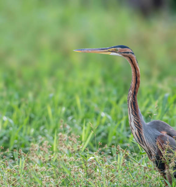 istock Purple Heron in a swamp looking for food 2035741163