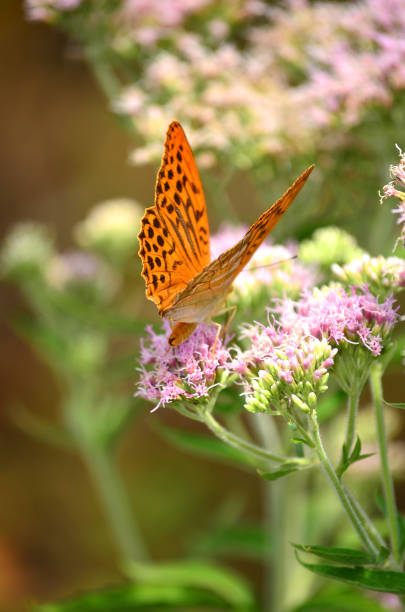 istock Orange Butterfly on lilac flowers 2035742210