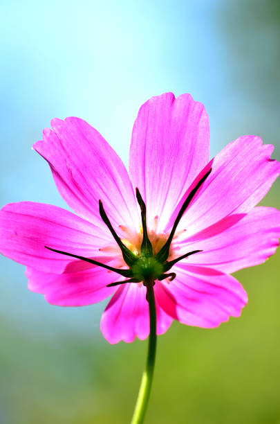 Cosmos flowers blooming in the nature  . Flowers background