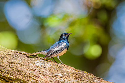 Oriental Magpie-Robin is a small passerine bird that was formerly classed as a member of the thrush family