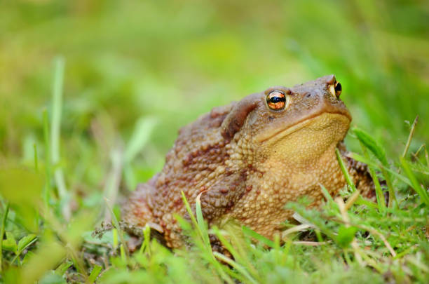 Green frog in green grass