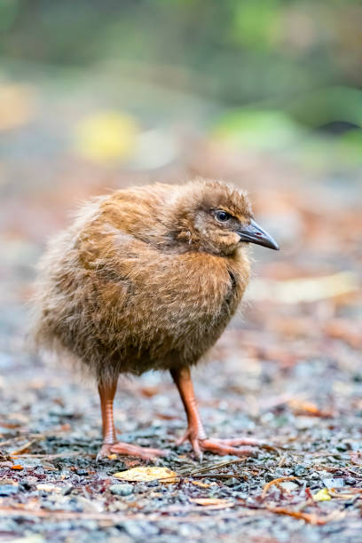 A Weka chick wating for parents in the forests