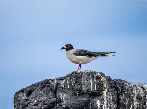 istock Swallow Tailed Gull perched on a rock in Galapagos 2035747991