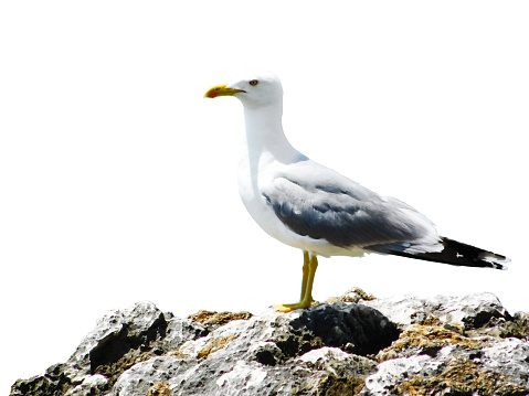 Close-op photo of seagull bird standing on a rock, isolated on a white background