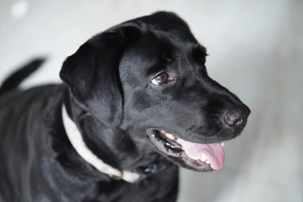 istock Happy black lab dog looking away 2035752707