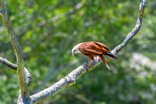istock Brahminy Kite perched on a branch in Australia 2035756416