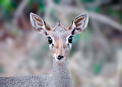 Dik DIk googly eyes is contemplating crossing the road