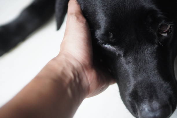 istock Close-up of black labrador retriever relaxing 2035757996