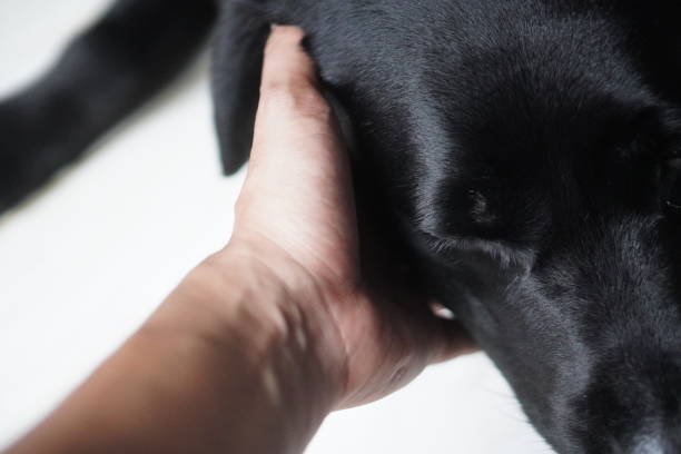 istock Close-up of black labrador retriever relaxing 2035760076