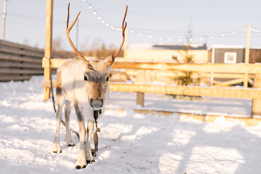 Portrait of cute young north reindeer pasturing alone in snowy deer farm on winter frozen sunny day. Horned deer standing looking at camera, no people. Concept of tourist attraction.