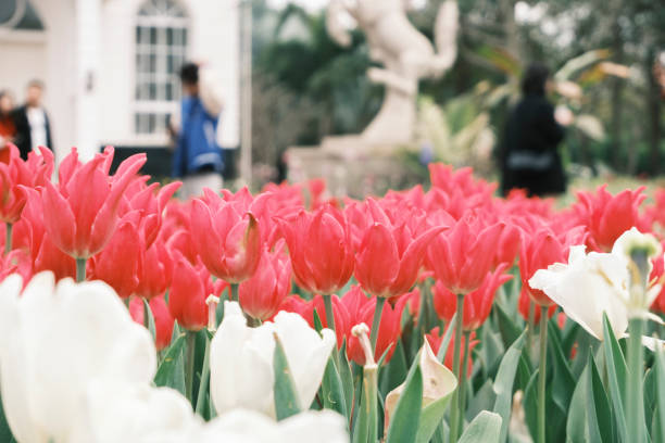 Rose red tulips in the garden