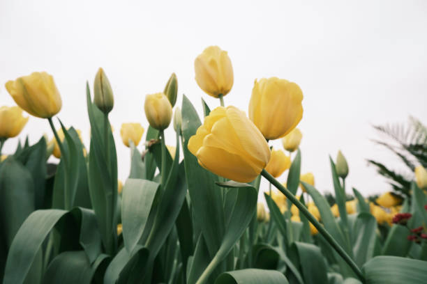 Yellow tulips in the garden
