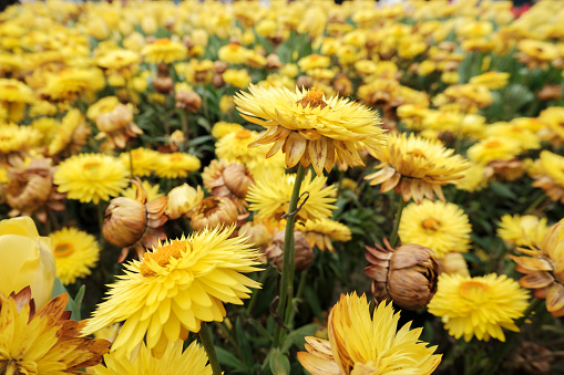 Delosperma congestum L. Bolus (Golden Nugget),yellow-flowering ornate plant in spring flower bed.